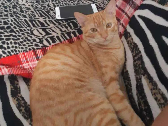 Gato raça Indefinido idade 7 a 11 meses nome LEX