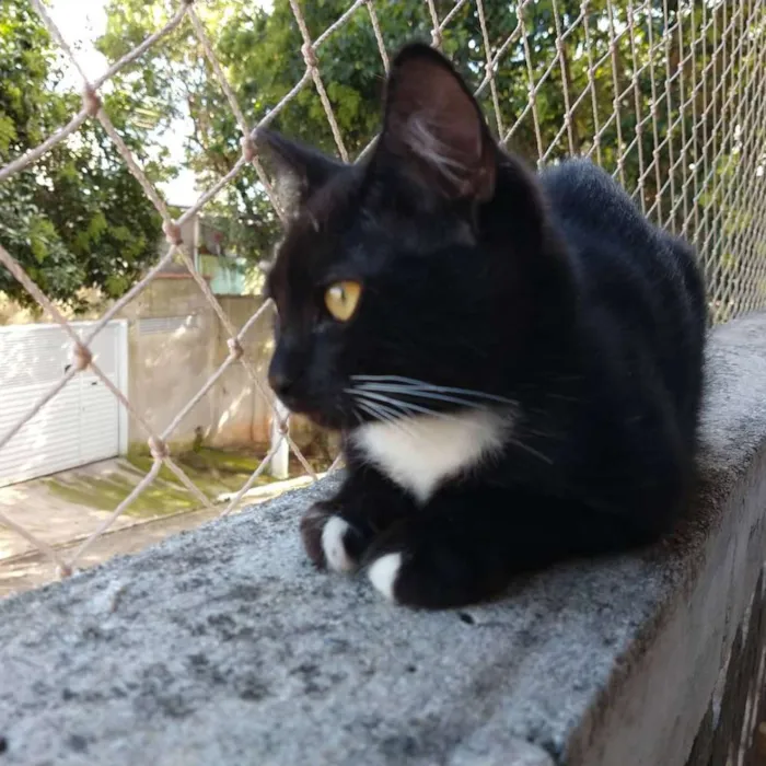 Gato ra a SRD idade 2 a 6 meses nome Lord