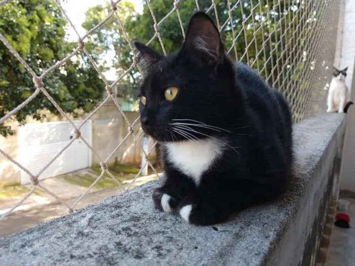Gato ra a SRD idade 2 a 6 meses nome Lord