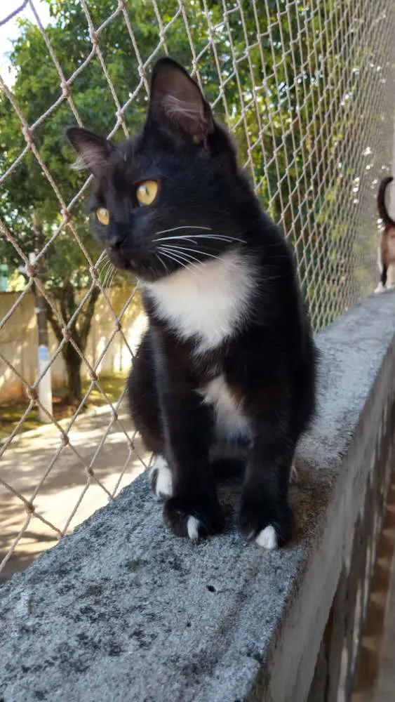 Gato ra a SRD idade 2 a 6 meses nome Lord