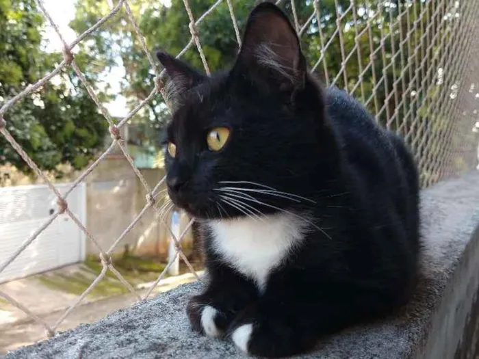 Gato ra a SRD idade 2 a 6 meses nome Lord