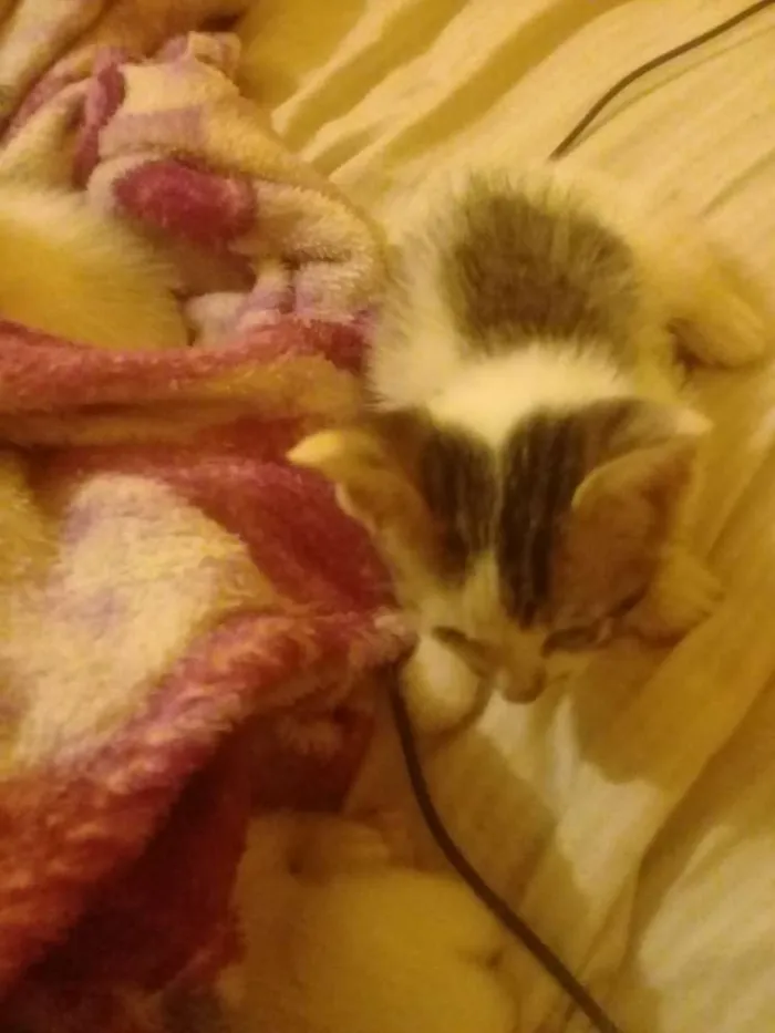 Gato ra a Siamês  idade 2 a 6 meses nome Não tem nome