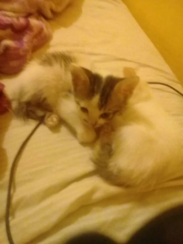 Gato ra a Siamês  idade 2 a 6 meses nome Não tem nome