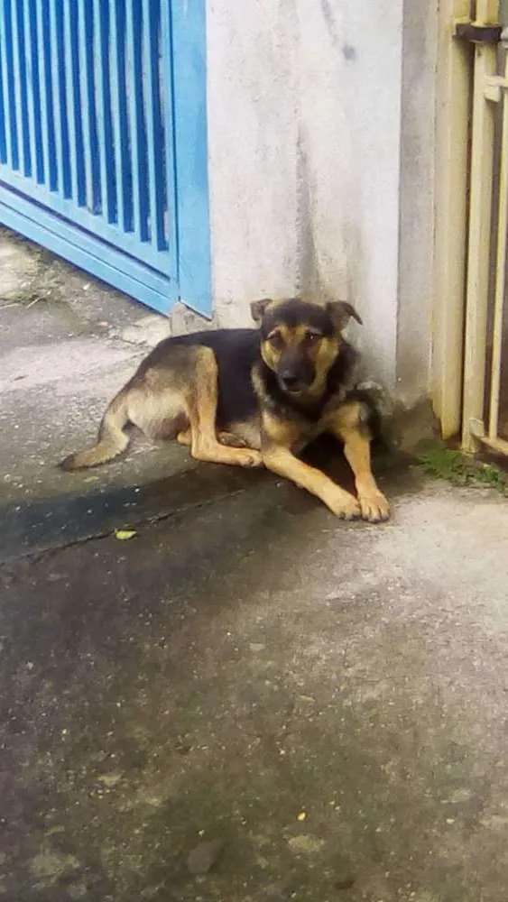 Cachorro ra a Não defenida idade 7 a 11 meses nome Neguinho