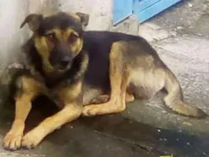 Cachorro raça Não defenida idade 7 a 11 meses nome Neguinho