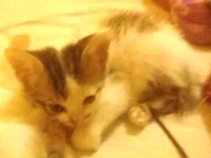 Gato raça Siamês  idade 2 a 6 meses nome Não tem nome
