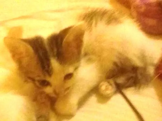 Gato ra a Siamês  idade 2 a 6 meses nome Não tem nome