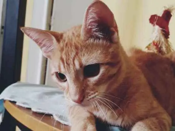 Gato ra a SRD idade 2 a 6 meses nome Garfield