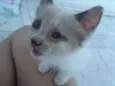 Gatinho Macho