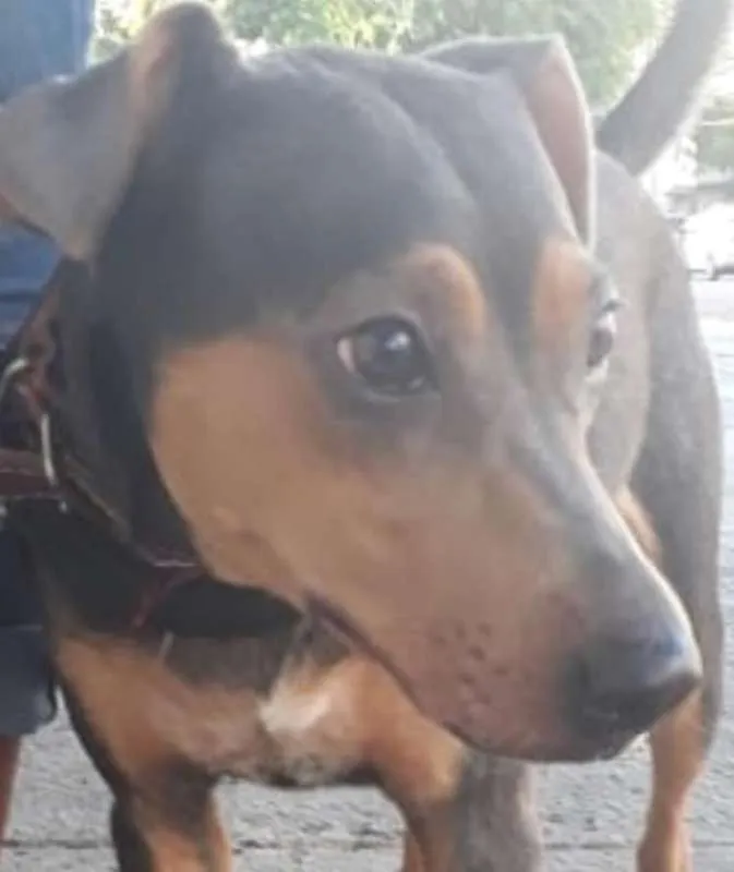 Cachorro ra a Srd idade 1 ano nome Mel