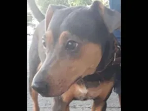 Cachorro raça Srd idade 1 ano nome Mel