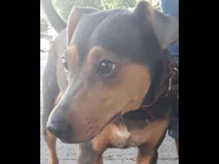 Cachorro ra a Srd idade 1 ano nome Mel
