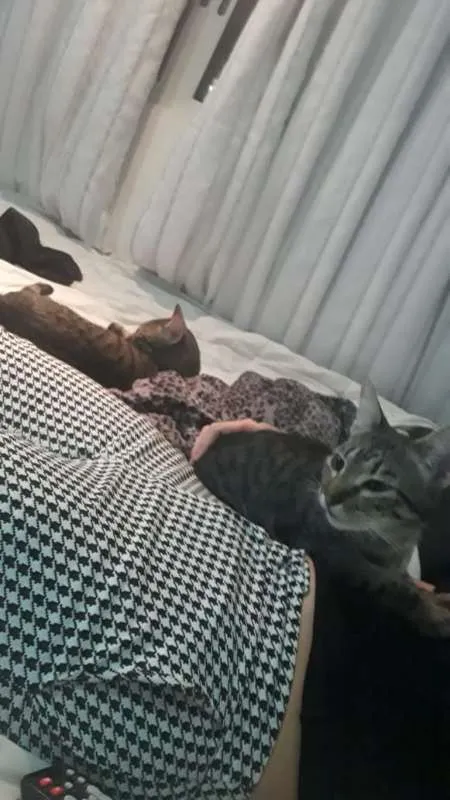Gato ra a Gatos de rua idade 1 ano nome Keyti e Ash