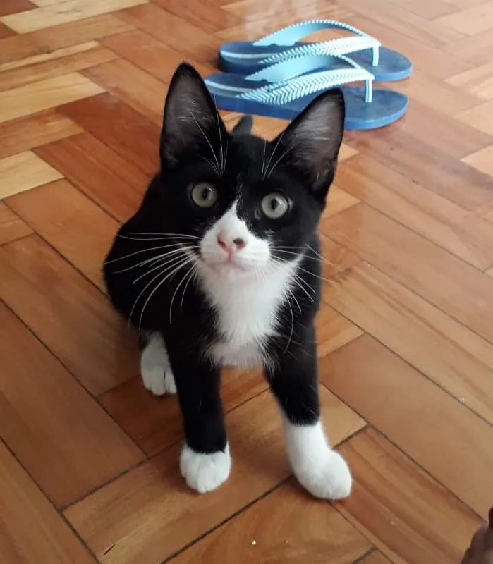 Gato ra a SRD idade 2 a 6 meses nome Darth e Mia