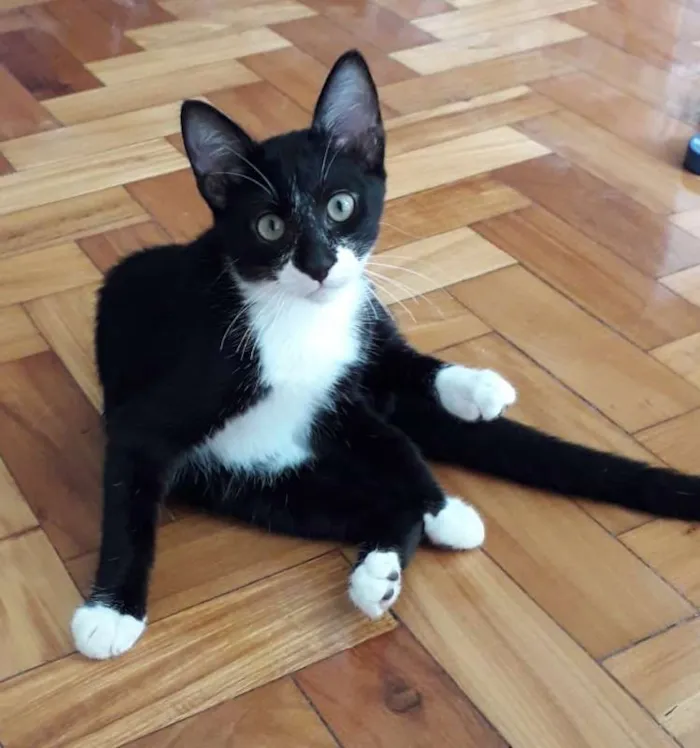 Gato ra a SRD idade 2 a 6 meses nome Darth e Mia