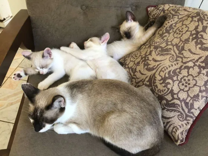 Gato ra a sem raça defenida idade 2 a 6 meses nome sem nome
