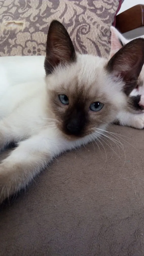Gato ra a sem raça defenida idade 2 a 6 meses nome sem nome