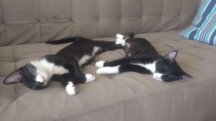 Gato ra a SRD idade 2 a 6 meses nome Darth e Mia