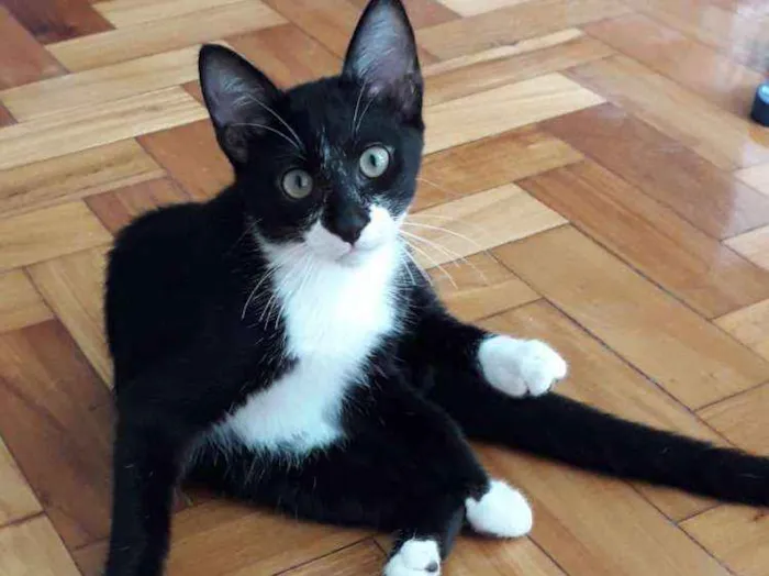 Gato ra a SRD idade 2 a 6 meses nome Darth e Mia