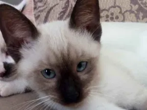 Gato raça sem raça defenida idade 2 a 6 meses nome sem nome