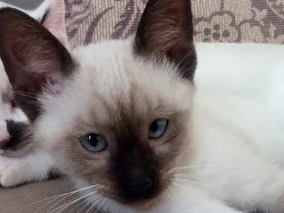 Gato ra a sem raça defenida idade 2 a 6 meses nome sem nome