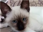 Gato raça sem raça defenida idade 2 a 6 meses nome sem nome