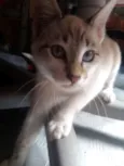 Nala  e tom