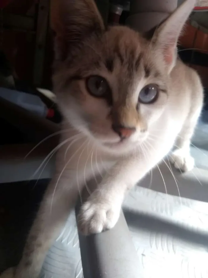 Gato ra a Vira lata idade 2 a 6 meses nome Nala  e tom