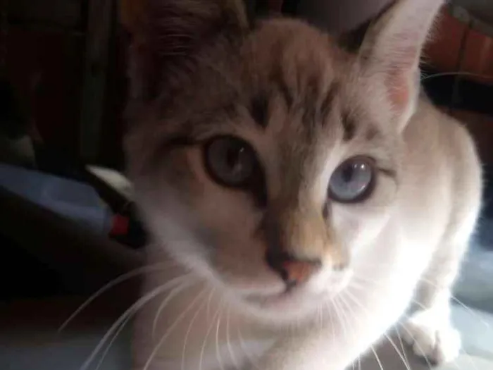 Gato ra a Vira lata idade 2 a 6 meses nome Nala  e tom