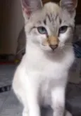 Nala  e tom