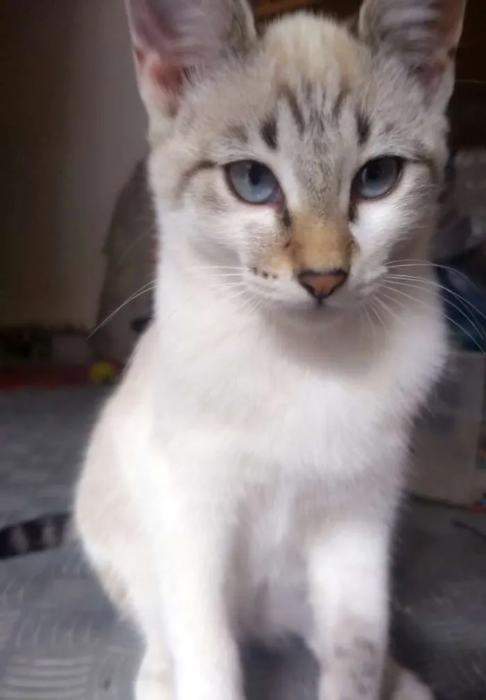 Gato ra a Vira lata idade 2 a 6 meses nome Nala  e tom