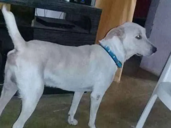 Cachorro ra a Labrador com Pitbull idade 1 ano nome Bob