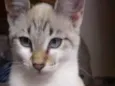 Nala  e tom