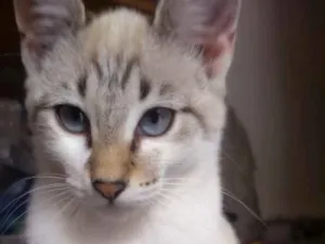 Gato raça Vira lata idade 2 a 6 meses nome Nala  e tom