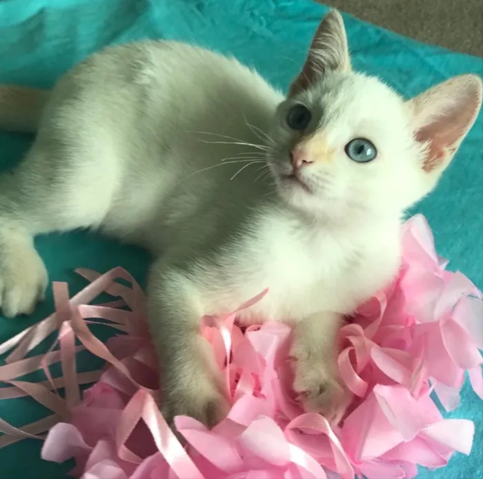 Gato ra a SRD idade 2 a 6 meses nome PATY