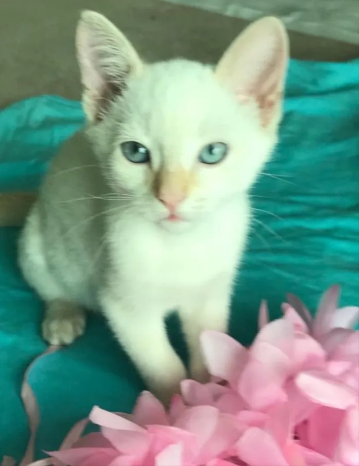 Gato ra a SRD idade 2 a 6 meses nome PATY