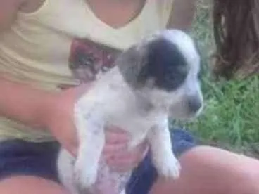 Cachorro ra a FoX paulistinha idade 2 a 6 meses nome Rabito