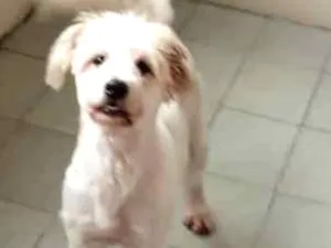 Cachorro raça Misturado idade 2 anos nome Nina