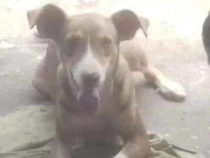 Cachorro raça Vira-lata idade 7 a 11 meses nome Mel