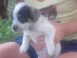 Cachorro raça FoX paulistinha idade 2 a 6 meses nome Rabito