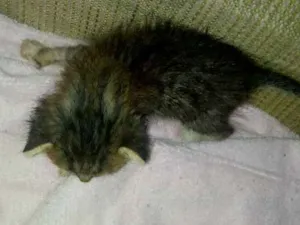 Gato raça Não tem idade Abaixo de 2 meses nome Não tem
