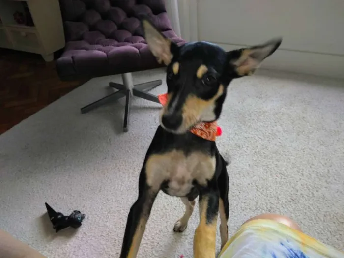 Cachorro ra a Vira-lata idade 7 a 11 meses nome Lucky