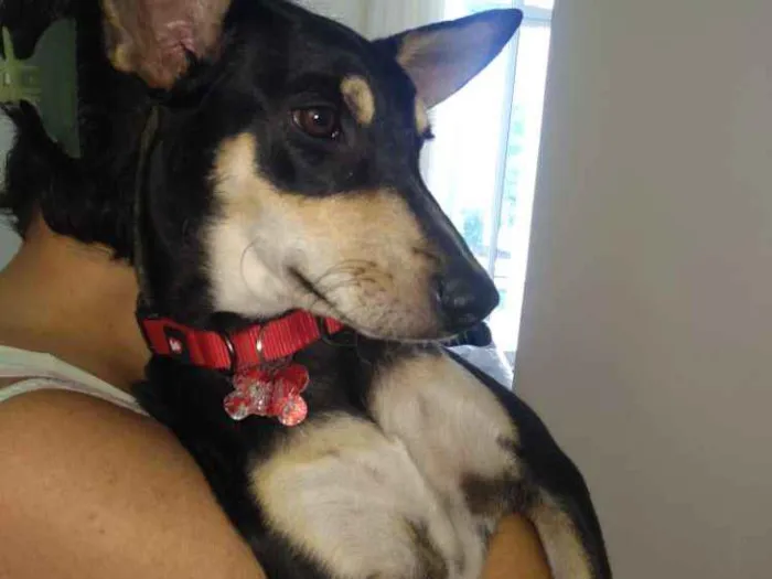 Cachorro ra a Vira-lata idade 7 a 11 meses nome Lucky