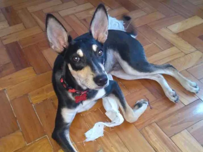 Cachorro ra a Vira-lata idade 7 a 11 meses nome Lucky