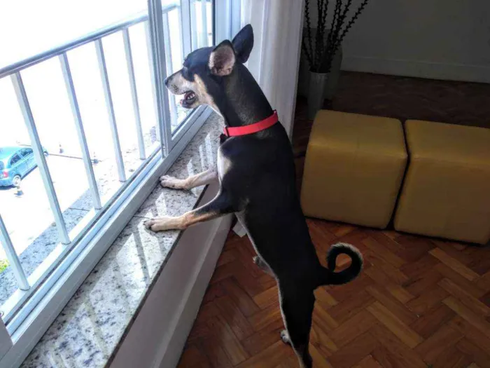 Cachorro ra a Vira-lata idade 7 a 11 meses nome Lucky