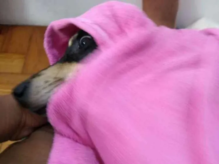 Cachorro ra a Vira-lata idade 7 a 11 meses nome Lucky