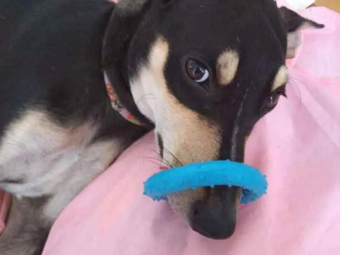 Cachorro ra a Vira-lata idade 7 a 11 meses nome Lucky