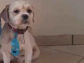 Cachorro ra a Lhasa apso idade 7 a 11 meses nome Mingau