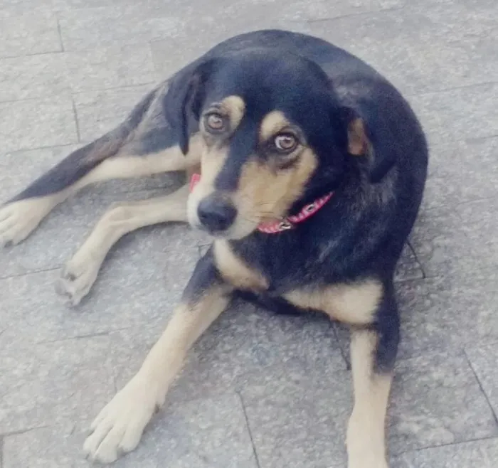 Cachorro raça SRD idade 7 a 11 meses nome Sem nome