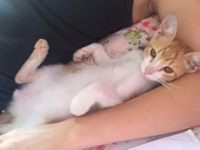 Gato ra a Não definida idade 2 a 6 meses nome Mordecai